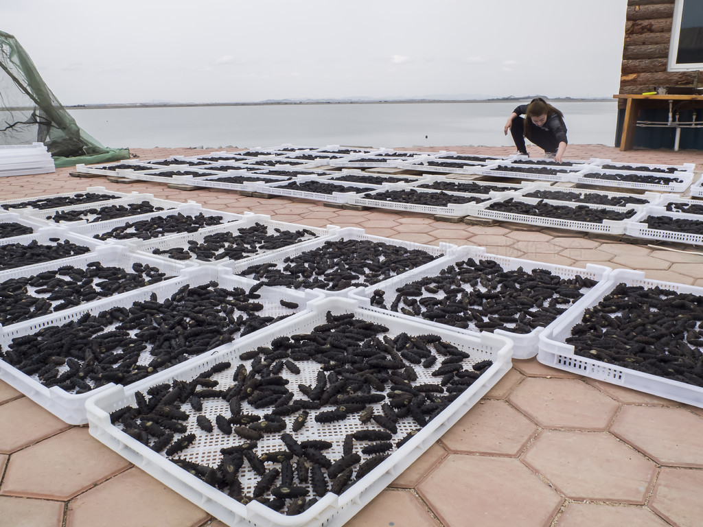 從深海到餐桌 海參養殖、加工與美食的完美融合