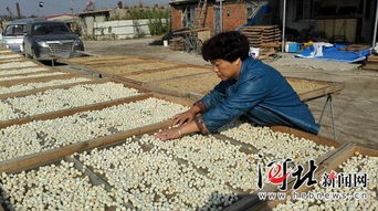 昌黎養殖戶 引領海產品加工產業升級，豐富產業鏈新篇章
